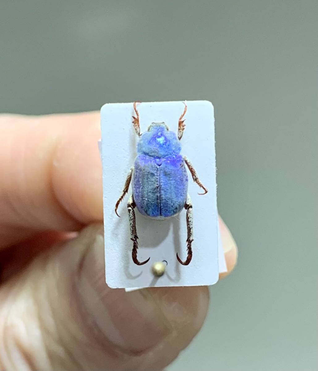 フランス産シンジュアシナガコガネ Hoplia coerulea 昆虫標本