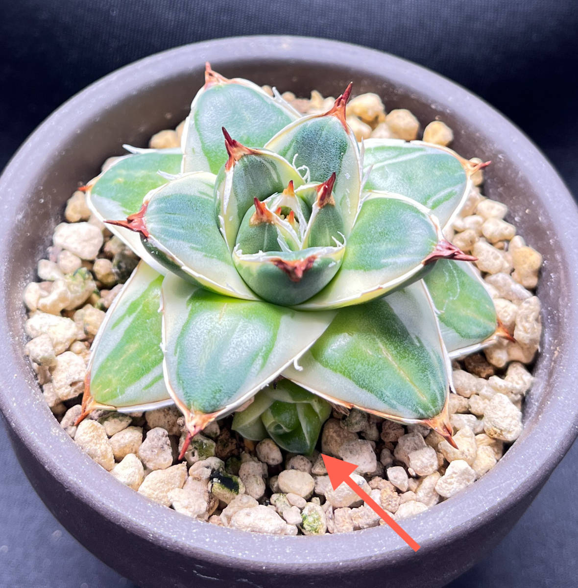 アガベ・ピンキー Agave filifera var compacta 'Pinky' アガベ