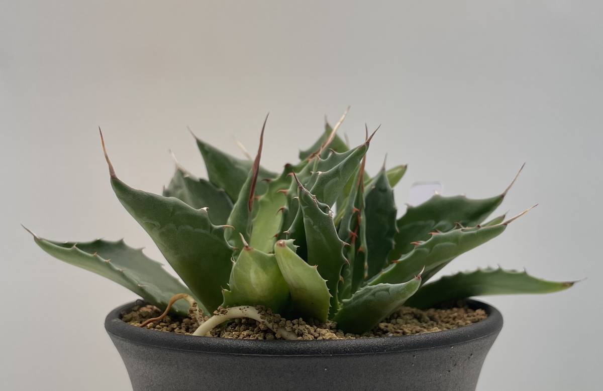 稲穂園芸店】 No.116 Agave montana アガベ モンタナ 群生 モンタナ