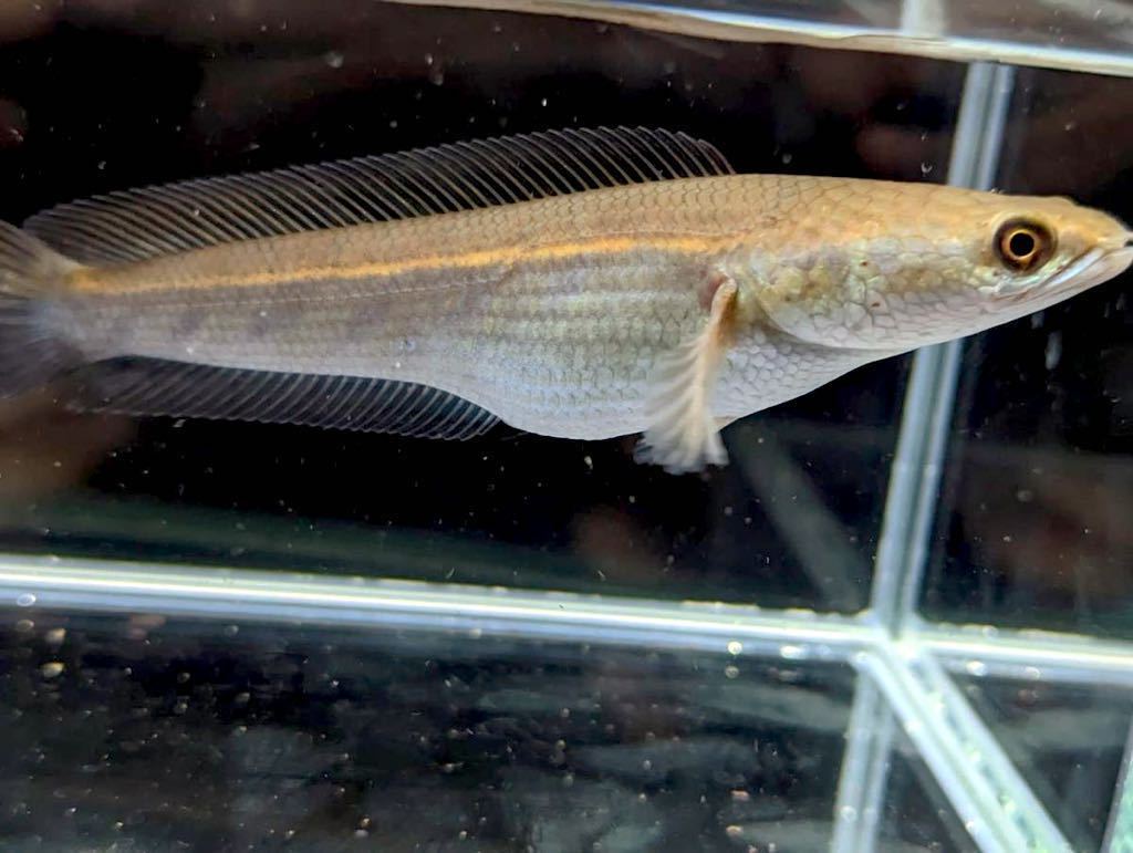 チャンナ・マルリオイデス 【スネークヘッド】10cm よく食べまだまだ 