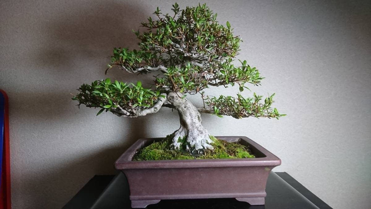 晃山 盆栽 さつき 皐月 樹高 約20cm Rhododendron indicum サツキ 