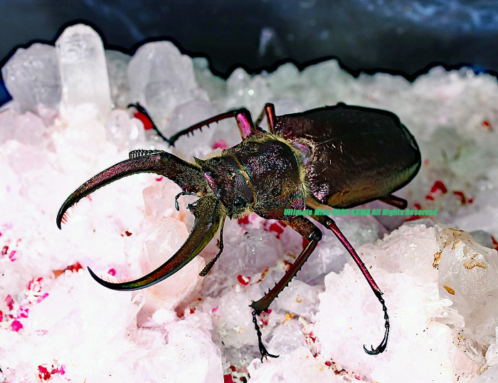 2022年WILDからの4つの眼を持つ美しいシワバネ!!　2023年2月末孵化　WF1 フェイスタメルシワバネ 　初2令3頭