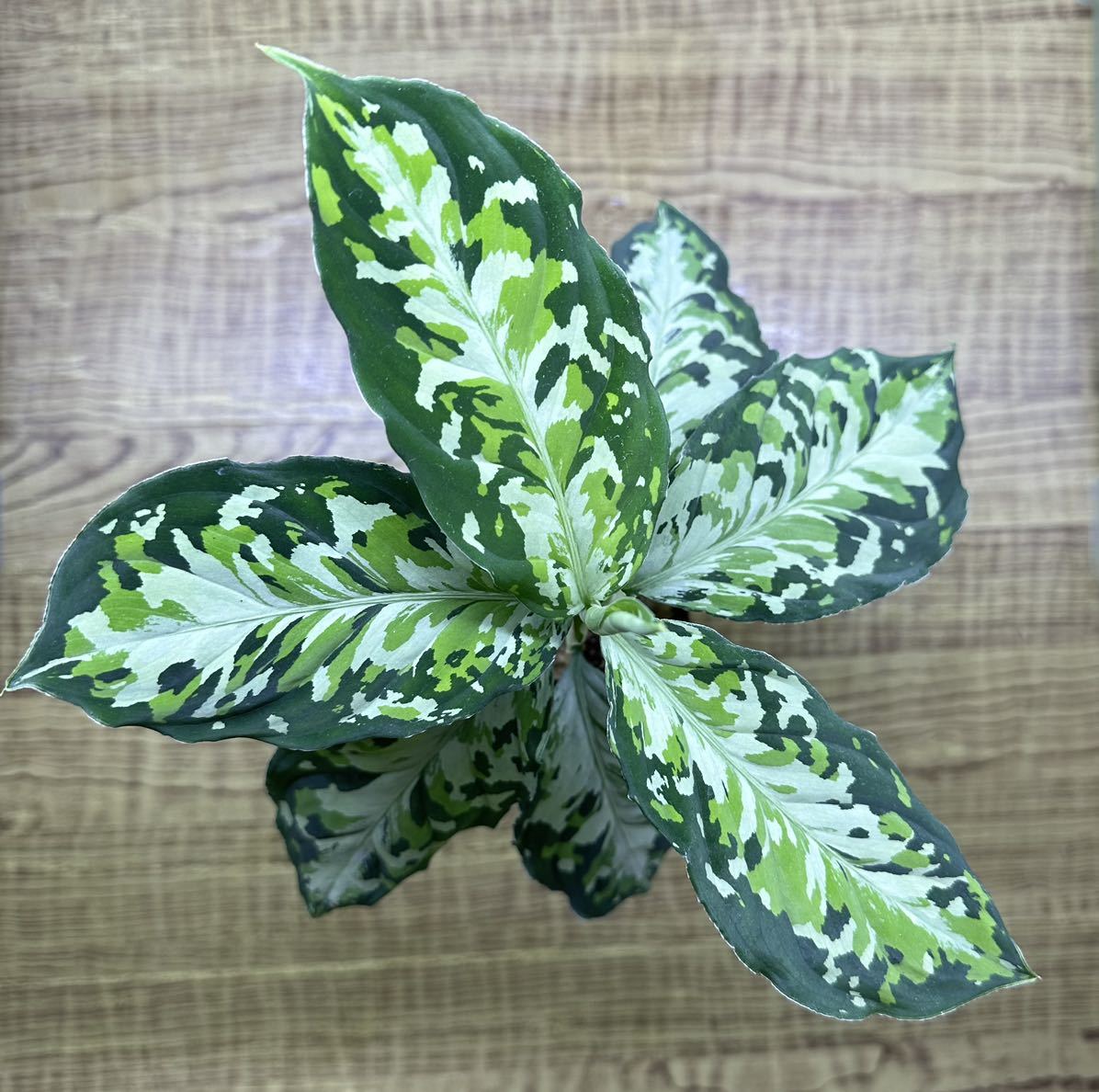 Aglaonema pictum from Aceh - Yahoo!オークション pictum”ちゃん