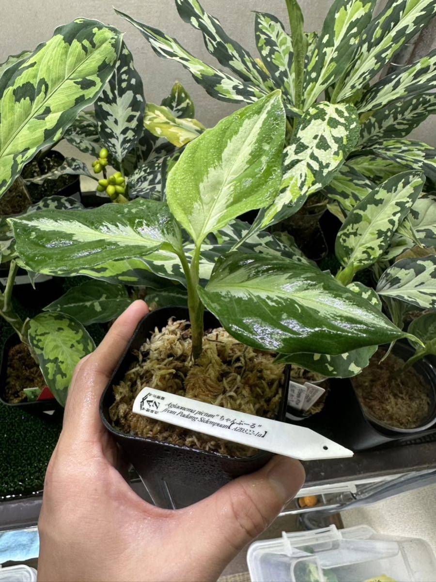 Aglaonema pictum from Aceh - Yahoo!オークション pictum”ちゃん