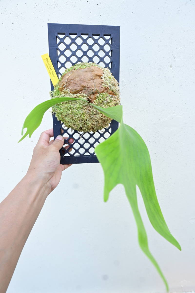 P.Moose (P.hillii × P.alcicorne) @bikamori.com ビカクシダ 【公式通販】