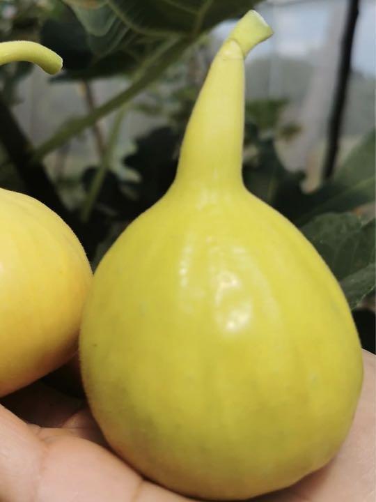 イエローロングネック Long イチジク Neck Yellow neck イチジク苗
