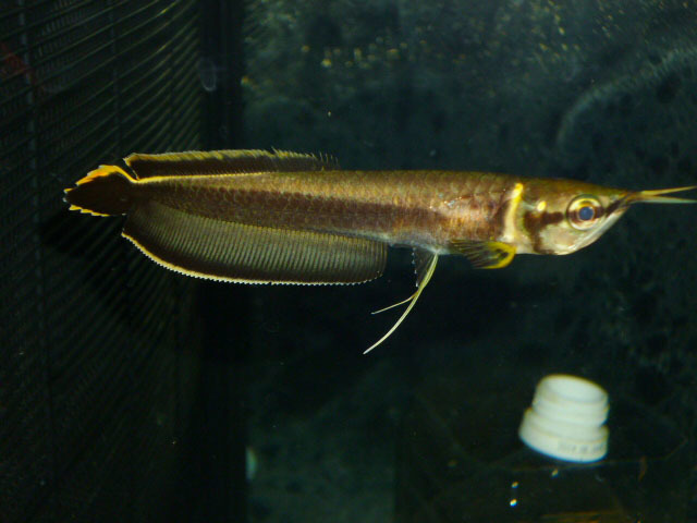 激安大特価，高品質 減少価格高騰 ブラックアロワナ 限定品 7－8ｃｍ位(淡水魚)｜売買されたオークション情報、yahooの商品情報をアーカイブ公開 - オークファン その他