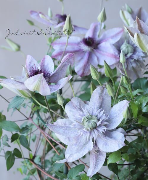 クレマチス　水面の妖精