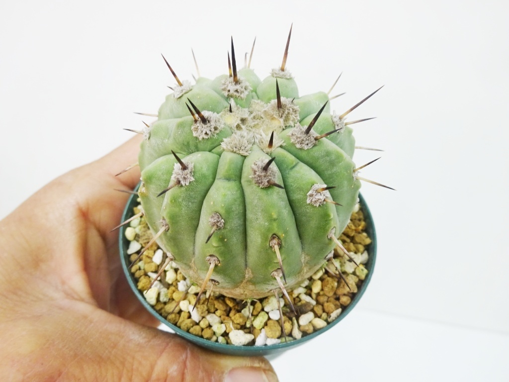 東京281コピアポア　黒王丸　カキコ自根　発根株