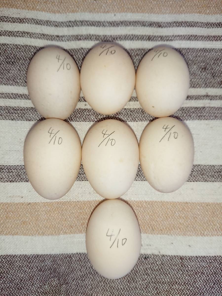 【おまけ1個+6個 食用卵/コールダック有精卵】アヒル卵 食品 乳製品 玉子焼き ゆで卵 ゆで玉子 目玉焼き 料理 調理 水鳥 ガチョウ卵 合鴨卵