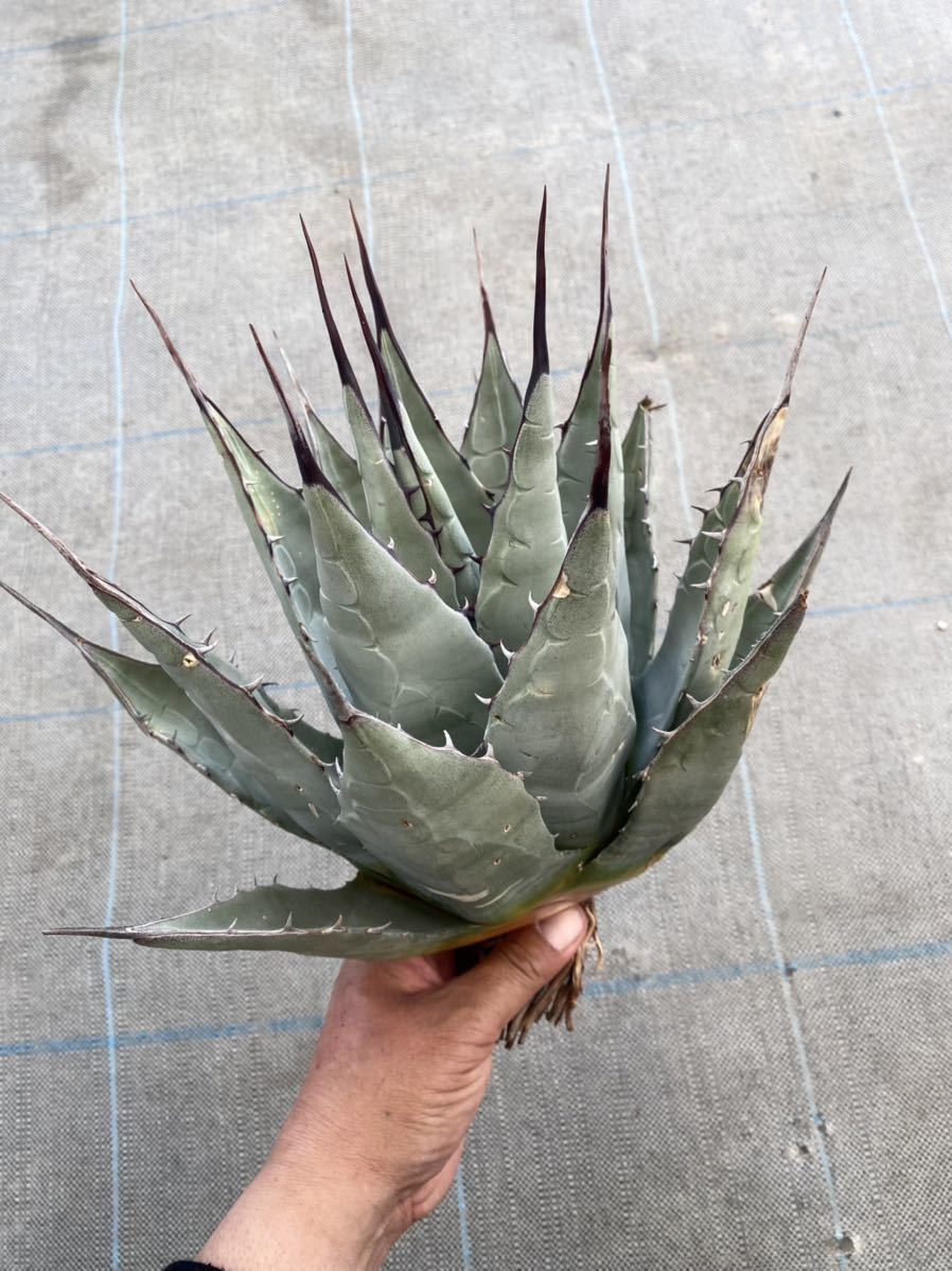 Agave parryi neomexcana アガベ パリー ネオメキシカーナ レア Agave parryi neomexcana アガベ パリー ネオメキシカーナ レア