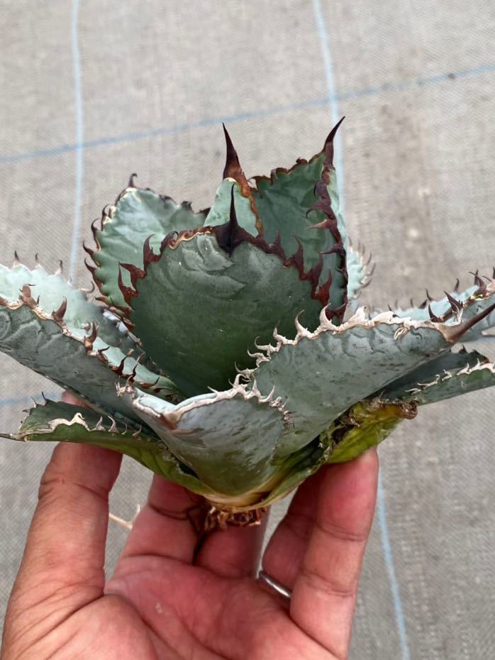 Agave titanota “ Lions mane “ アガベ チタノタ ライオンズメーン US