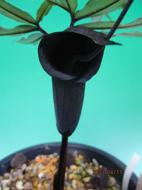 山野草　ウラシマソウ　黒真珠来季開花予想　検索　カンアオイ　斑入り