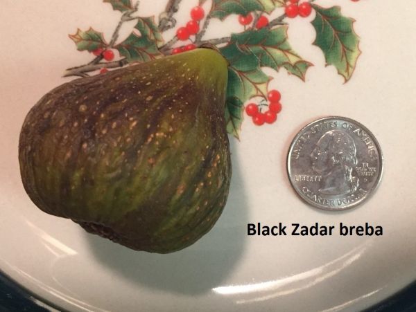 希少イチジク苗　Black Zadar　特価509