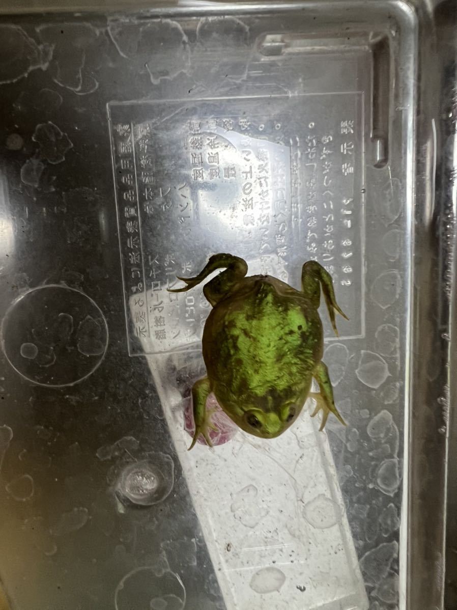バジェットガエル約3.5cm雄雌不明