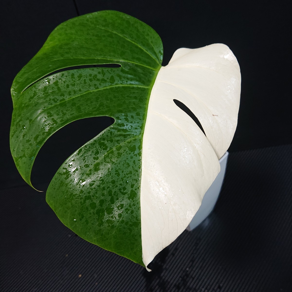 斑入り 発根済み! 極上 発根済み斑入りモンステラ/最高品質 斑入り 発根済み! 極上 発根済み斑入りモンステラ/最高品質