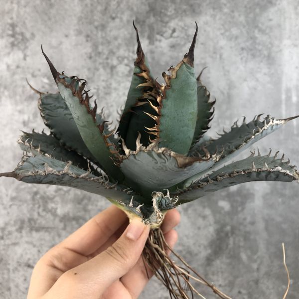 AGAVE TITANOTA】 アガベ チタノタ 高級血統SSS級海王 OC株 超絶狂棘