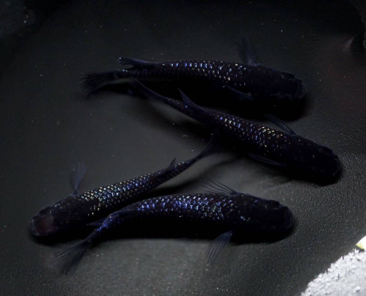 ★ブルームーン　黒体色★特上若魚　2ペア　現物出品　　イニメダカ　C