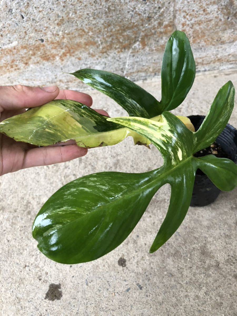 Lecanopteris tatsuta レカノプテリス タツタ 株分苗 アリ植物 Ant plants