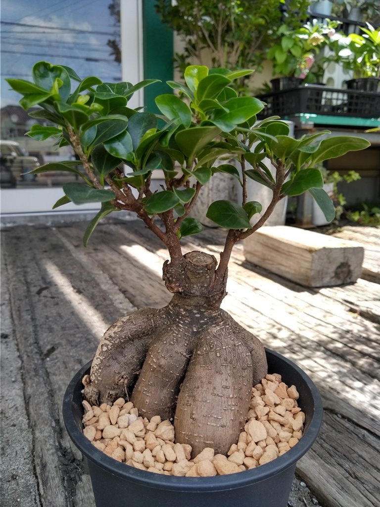 マカイエンセ パキポディウム - 塊根植物 観葉植物⁄パキポディウム