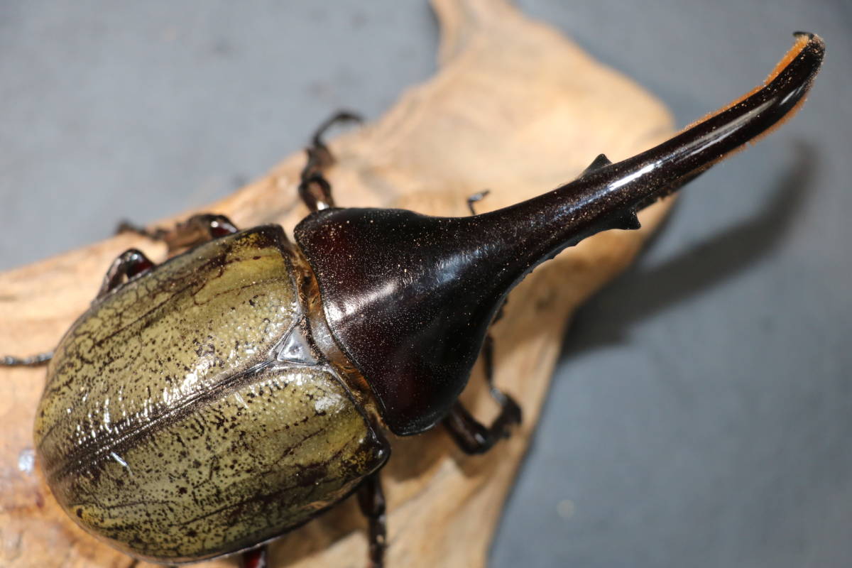 Amazonico★★★★ヘラクレス・ヘラクレス♂１３６ｍｍ単品★★★★★