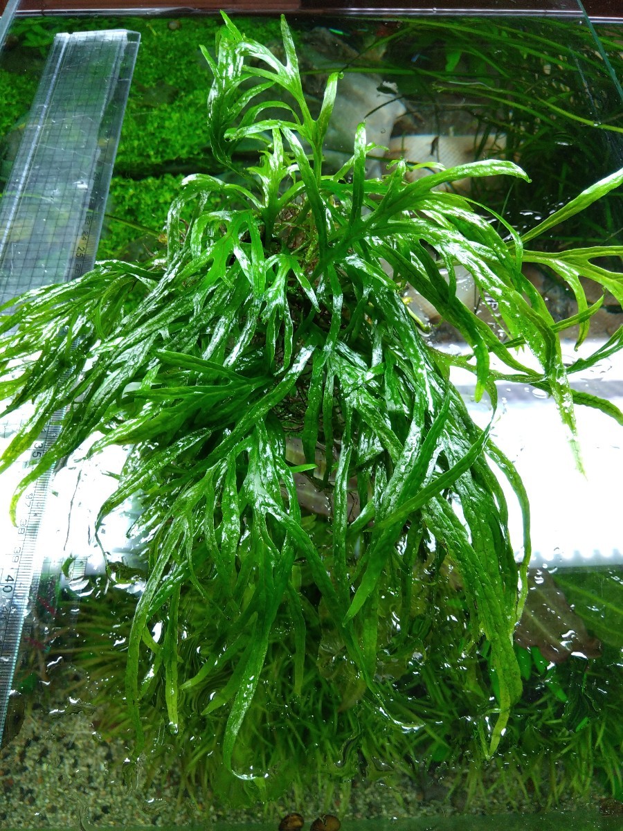 ミクロソリウム トライデント(大株）