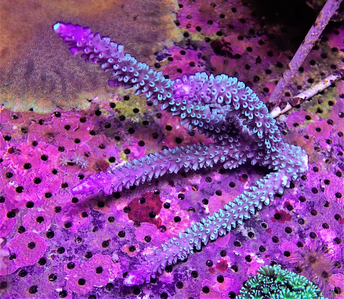 The First Marines　八重山ミドリイシ　ミドリイシ　B　H下