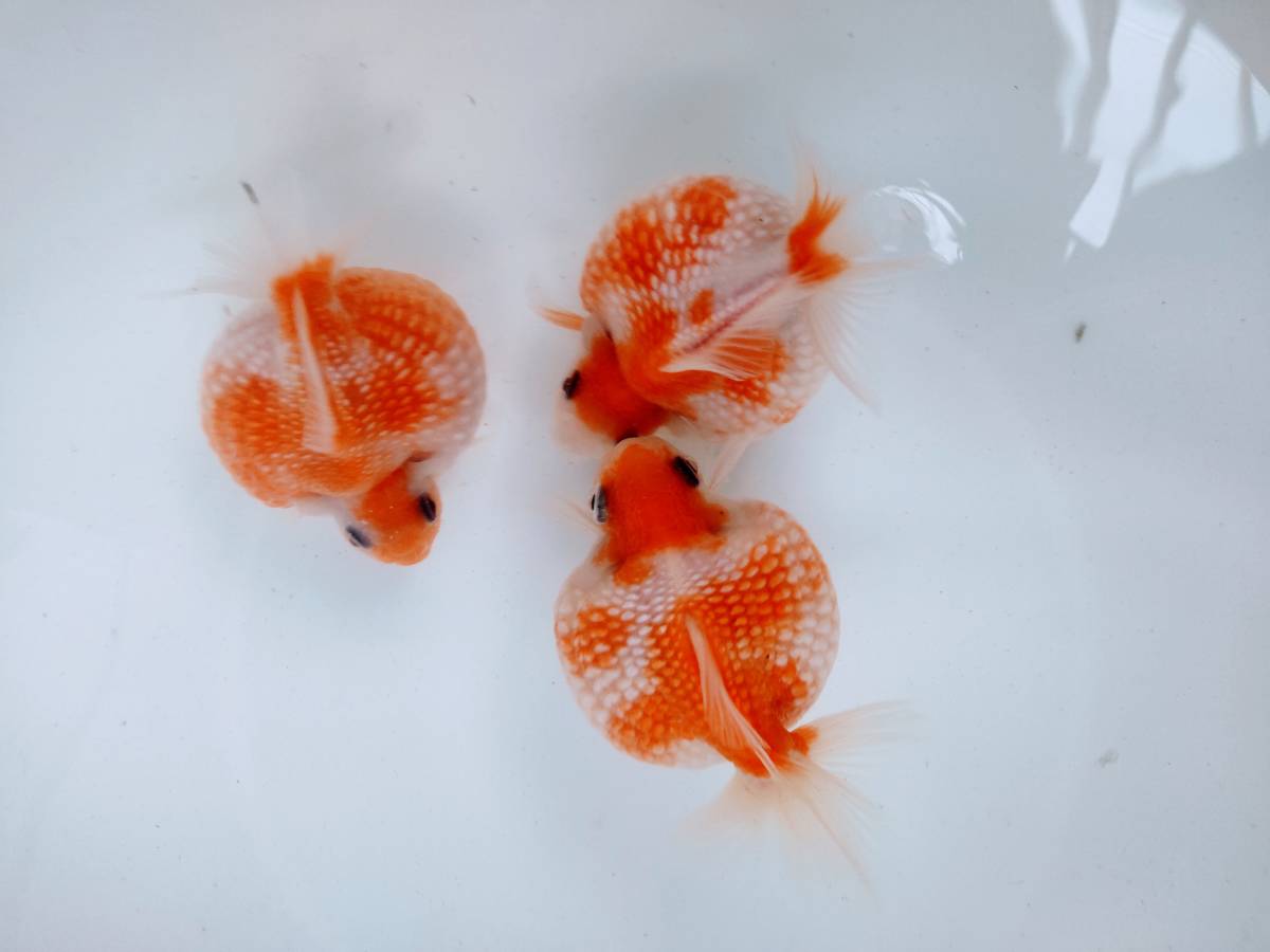 ★金魚の郷★⑤ピンポンパールまん丸親の子■稚魚選別済み30匹