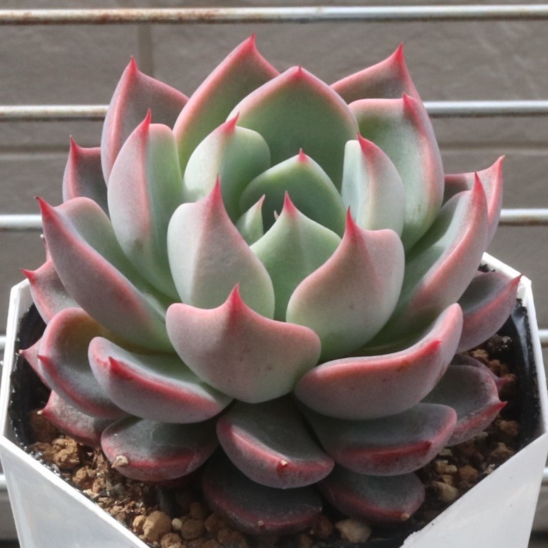 おらいさん青札 大和の薔薇2ポット10苗 多肉植物エケベリア