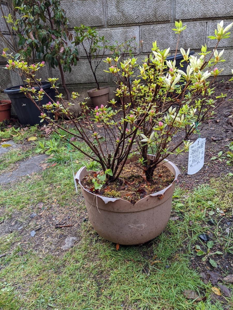 久留米クルメツツジ 寄せ植え右株 白雪白花 左株宮城野ピンク花 花芽たくさんもうすぐ開花鉢上40㎝ 幅60㎝ 内径30㎝ 高さ25㎝ ポット入　 