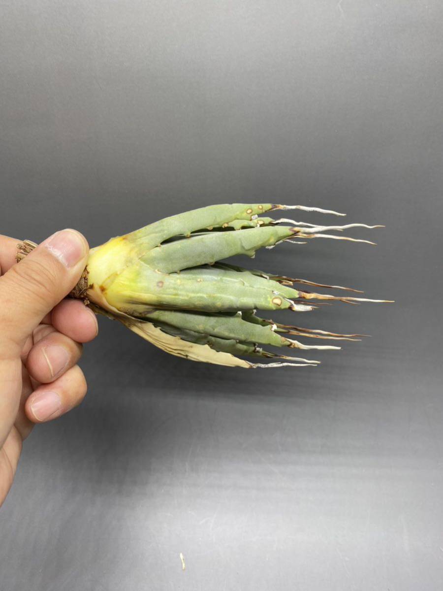 S827-66【厳選小株】陽炎蕾形厚肉粗曲棘 アガベ ユタエンシス Agave