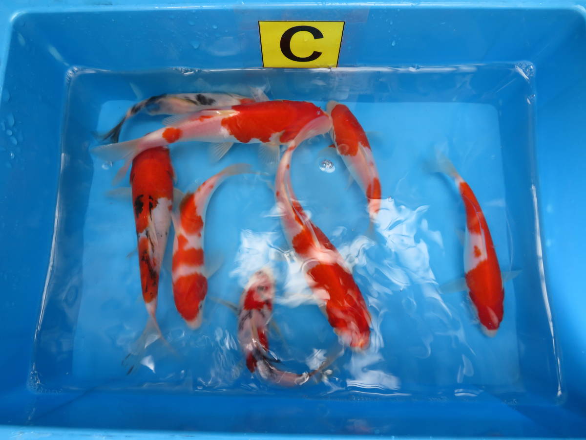 令和 4年自家産 当歳 ８尾　Cセット