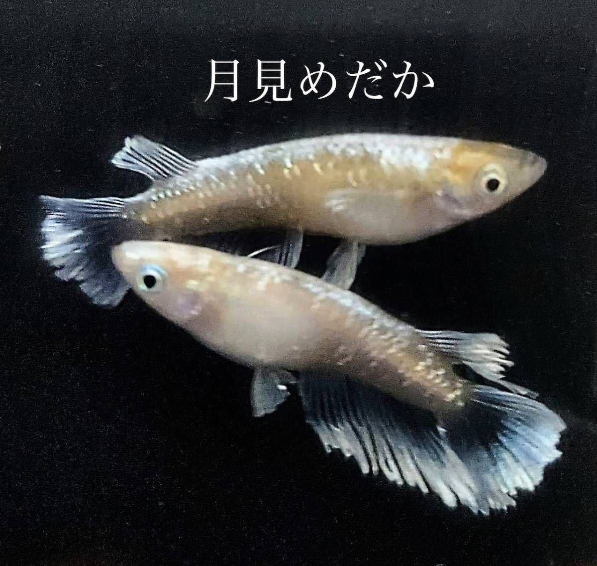 【月見めだか】ルアンモルフォキッシングワイドフィン（ゴールデンtype）幼魚２０匹＋α（計２８匹）　
