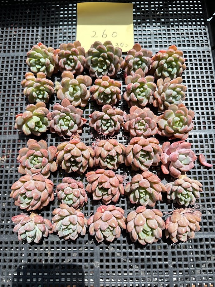 0404-HT0534-260 ピンクジェニー30個 多肉植物エケベリア韓国苗