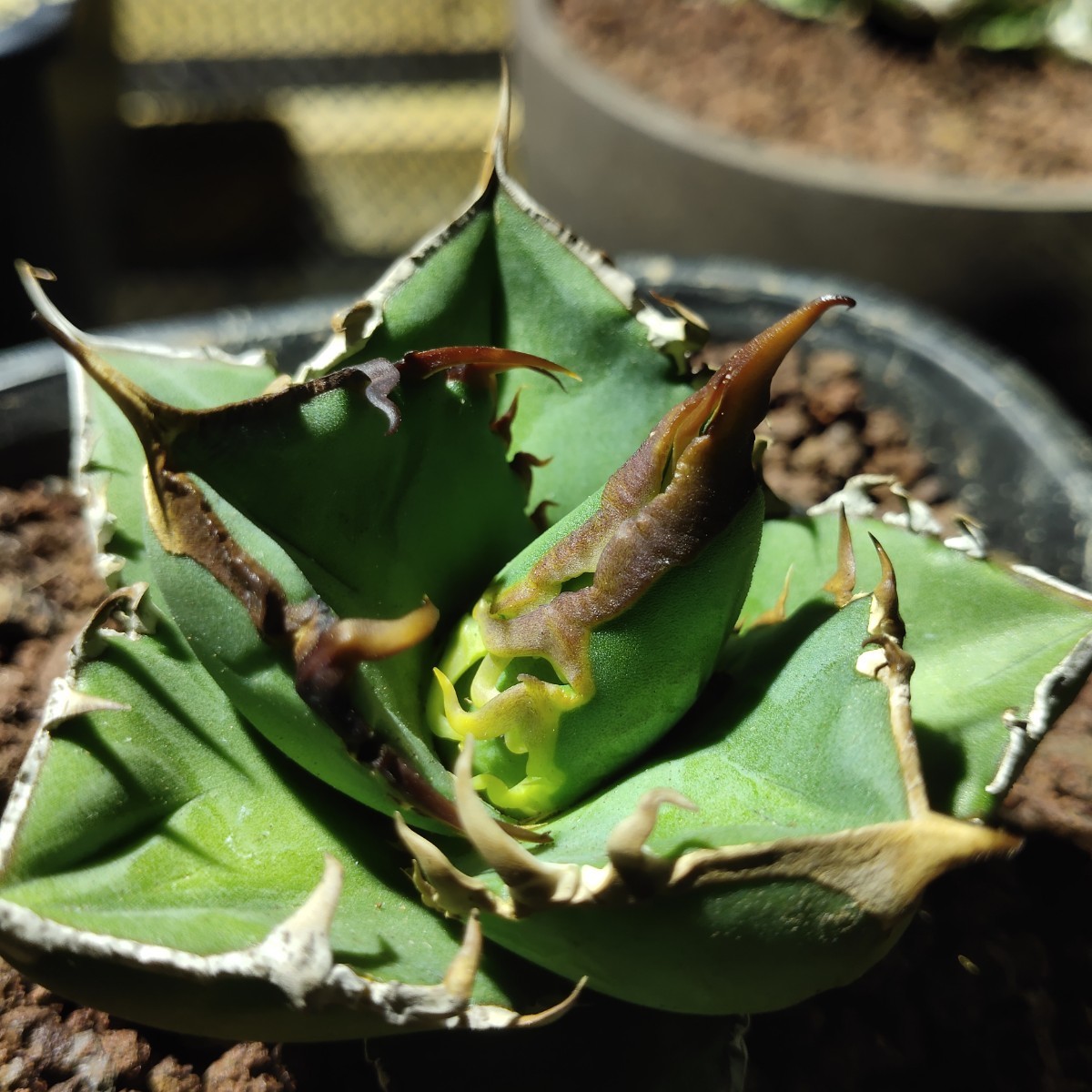 F*様 冰雹 アガベ チタノタ 検)オテロイ agave 子株 スタッズ 麻花