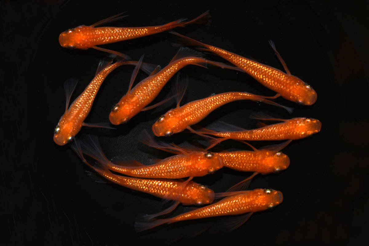 ◇丸玄◇　紅華リアルロングフィン　大きめの稚魚10匹（リアル尾５匹・ヘテロ５匹）　　R15　　◇