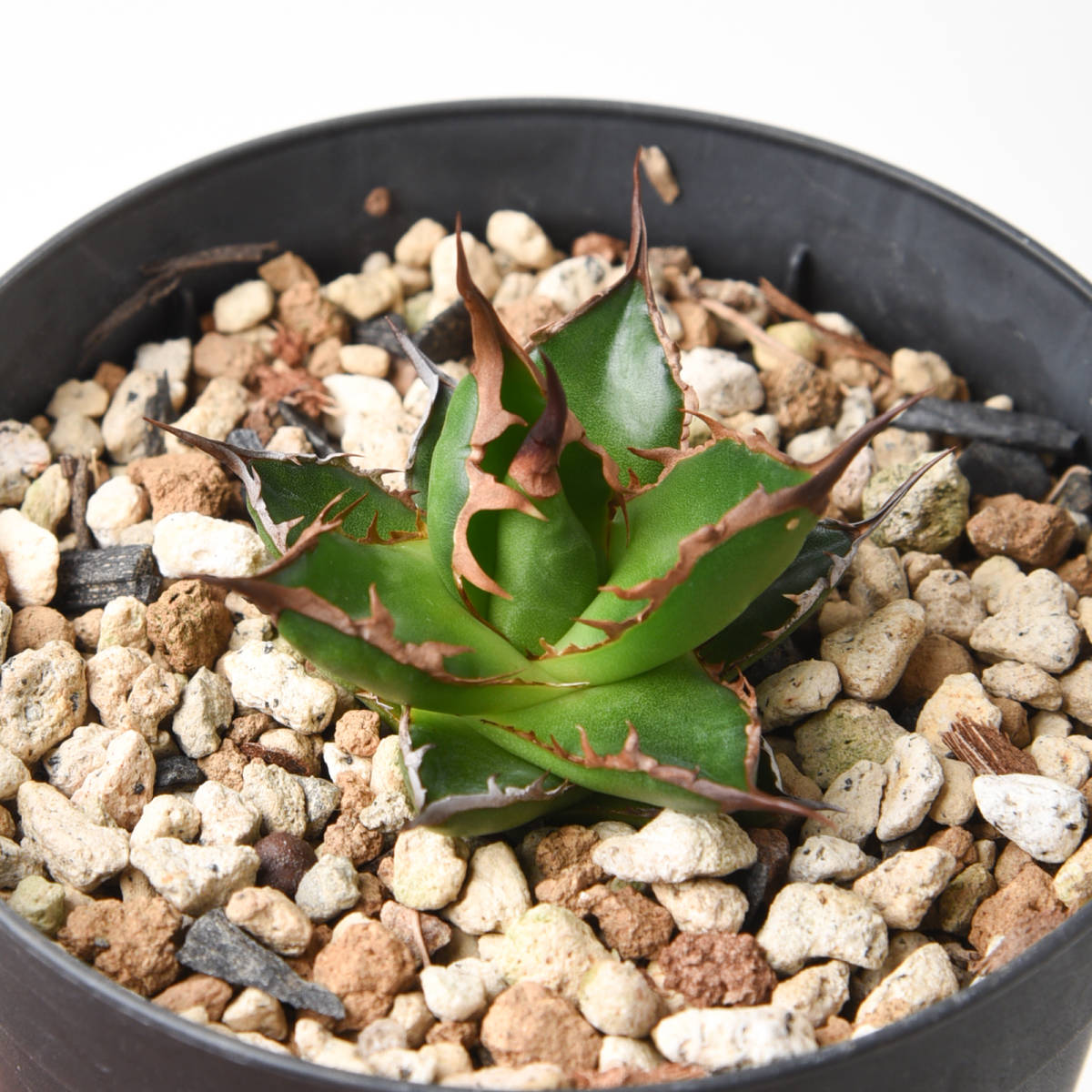 NAY23-049【カキコ】アガベ　ホリダ　ギルベイ　Agave horrida ssp gilbeyi