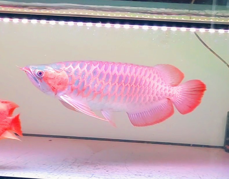 宝石入れ（スーパーレッドアロワナ）