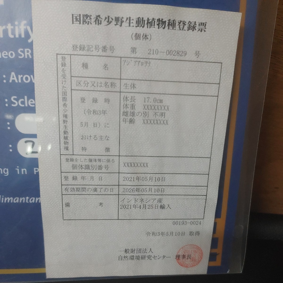 スーパーレッドアロワナ ハイボディ 美個体 1円スタート売り切り | EMC 