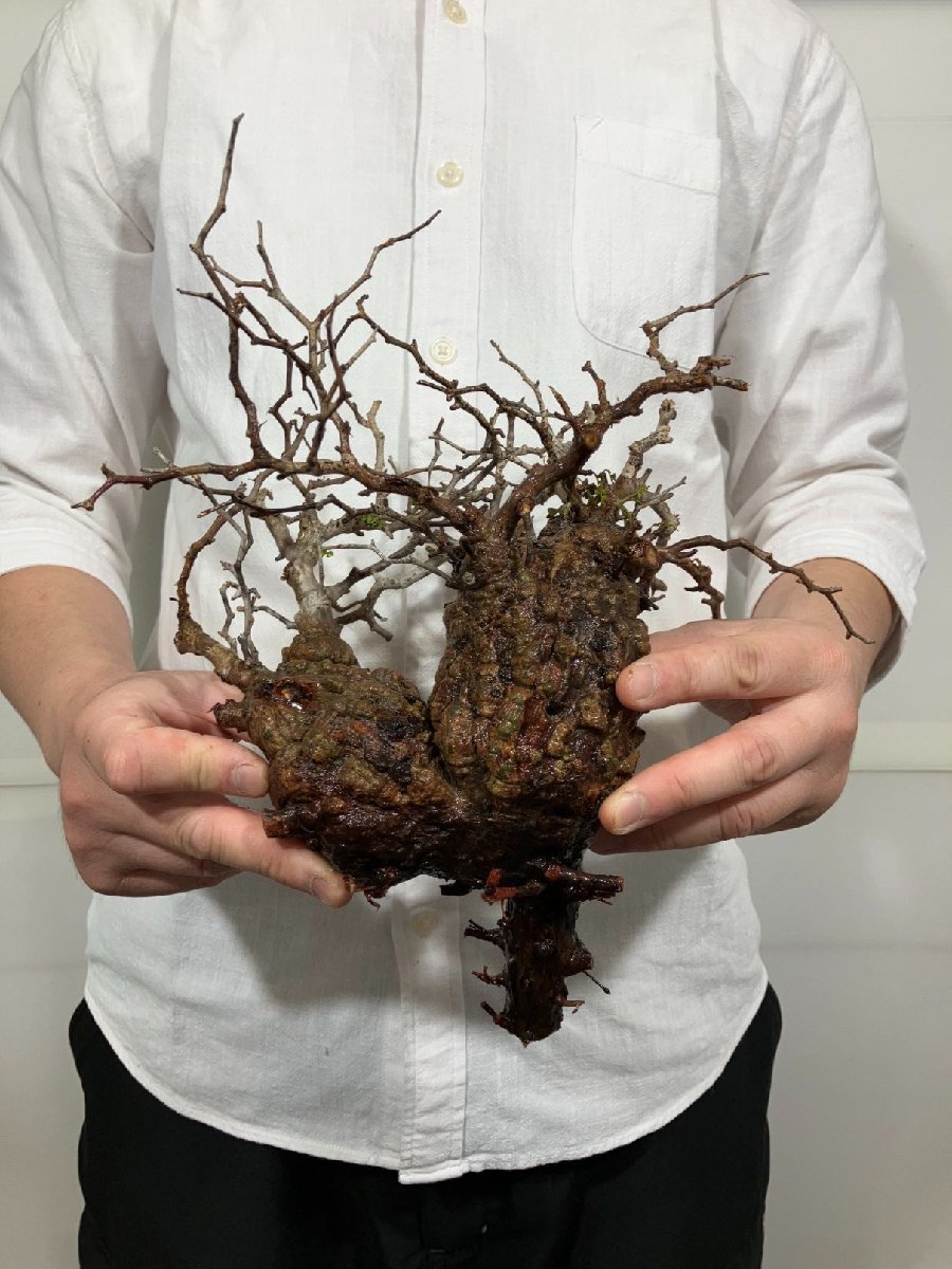 メ353 塊根植物 オペルクリカリア パキプス 多頭 抜き苗 4/24最新到着 
