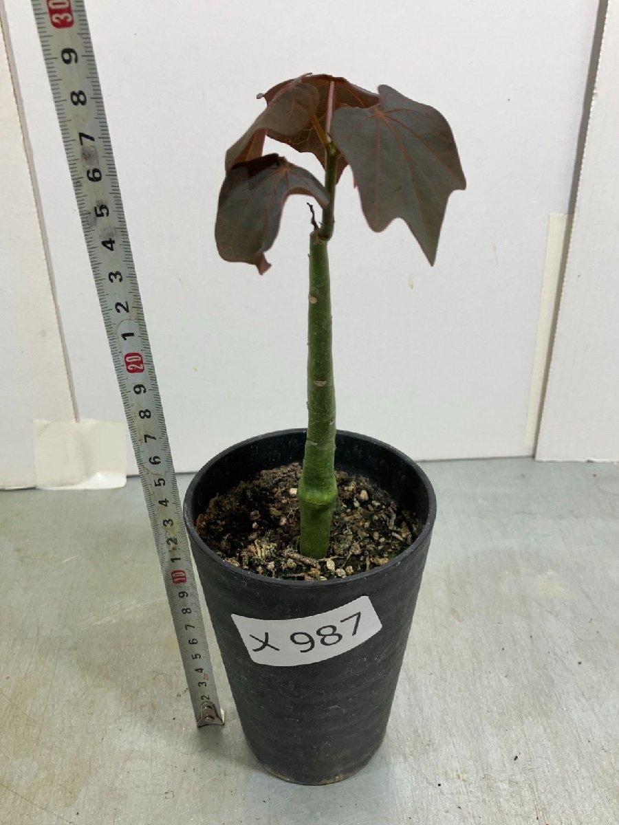 メ987 「実生」アデニア　SP　斑無し葉【マダガスカル産種子・発根・Adenia・塊根植物・種から発芽・葉落ち可能性】