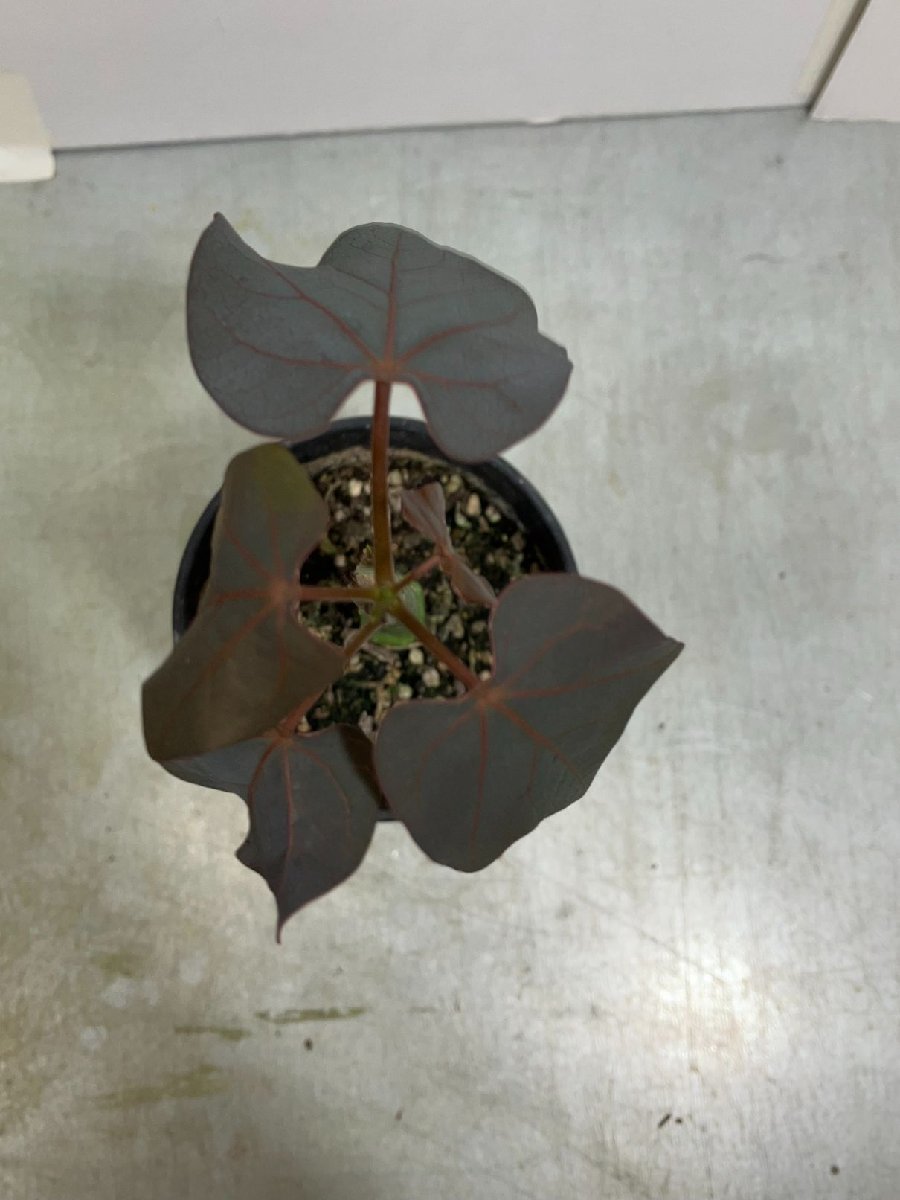 メ987 「実生」アデニア　SP　斑無し葉【マダガスカル産種子・発根・Adenia・塊根植物・種から発芽・葉落ち可能性】