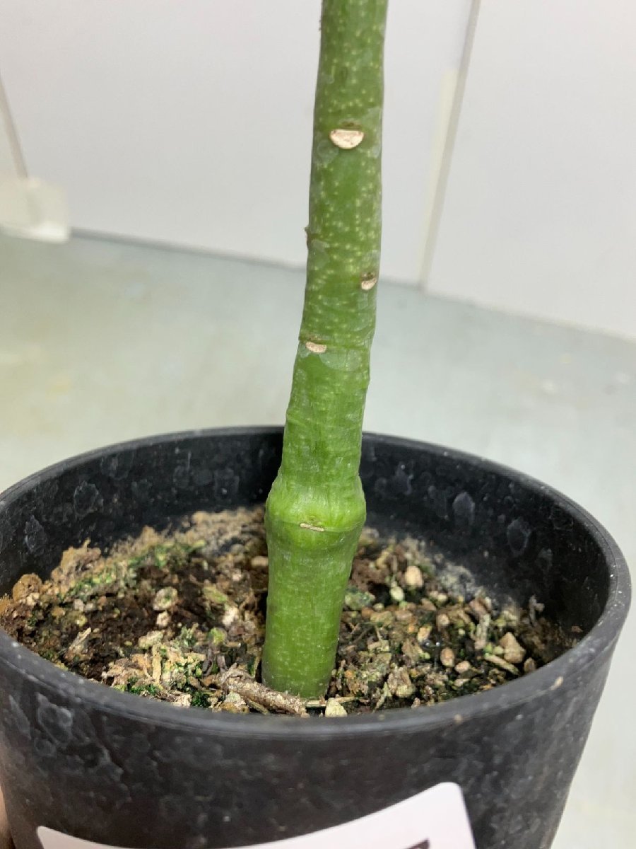 メ987 「実生」アデニア　SP　斑無し葉【マダガスカル産種子・発根・Adenia・塊根植物・種から発芽・葉落ち可能性】