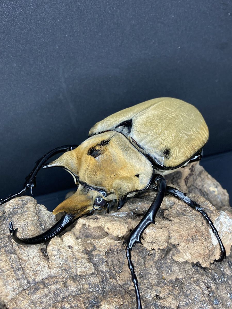 【美麗種】　イイジマゾウカブト　オス単品！ 5