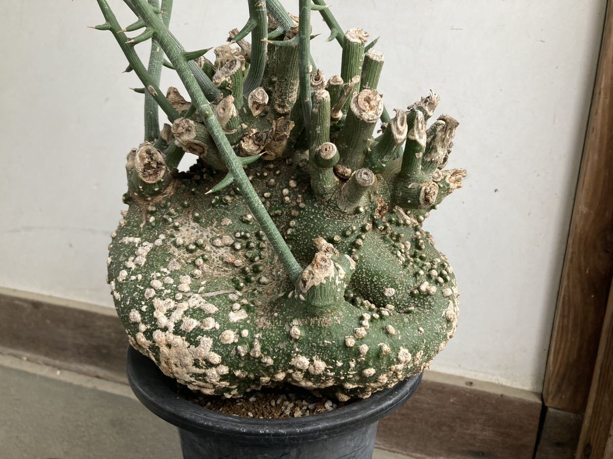 発根済み アデニア グロボーサ 塊根 花、園芸 サボテン 【公式通販】