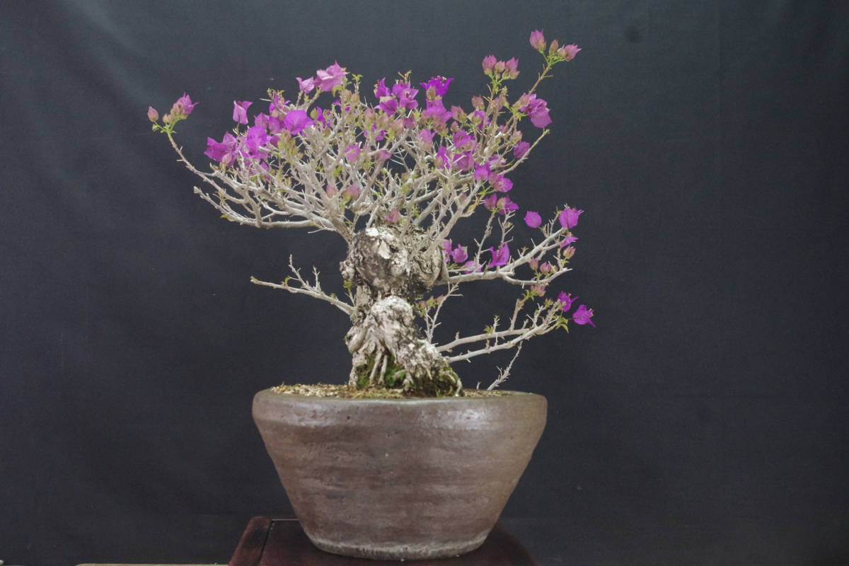 ☆盆栽日和☆ 【盆栽】 ブーゲンビリア・半懸崖・中品・花芽多数・鉢