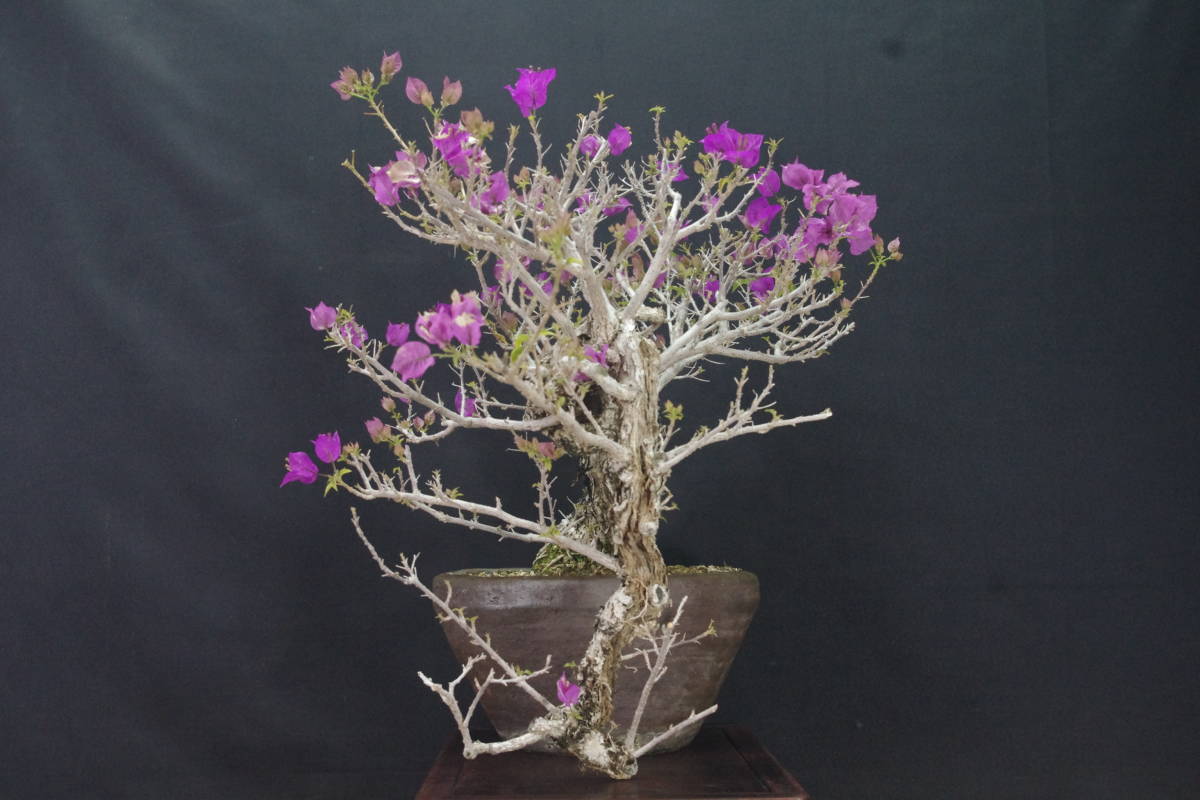 ☆盆栽日和☆ 【盆栽】 ブーゲンビリア・半懸崖・中品・花芽多数・鉢