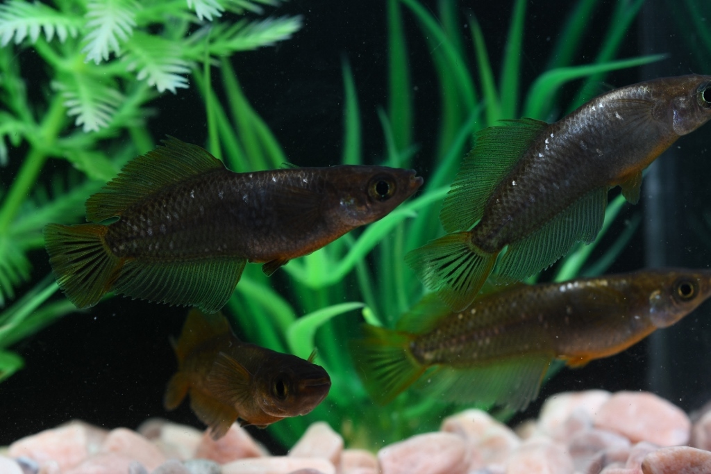 ω猫飯ω北辻ダイヤヒカリ体型メダカ・漏れ・雄５匹　　　A1３　現物　メダカ　めだか