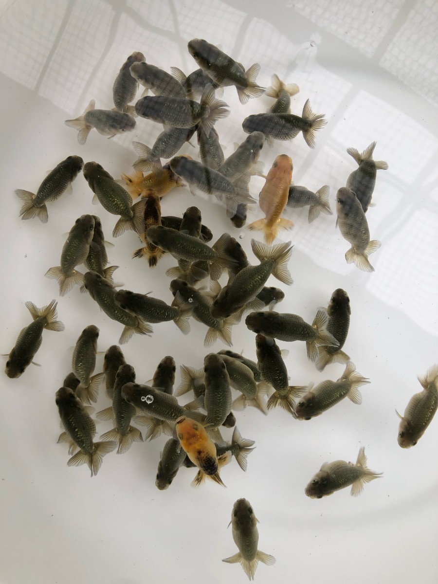 23001☆沼津☆工藤千尋氏☆らんちゅう☆当歳魚☆選別漏れ55匹