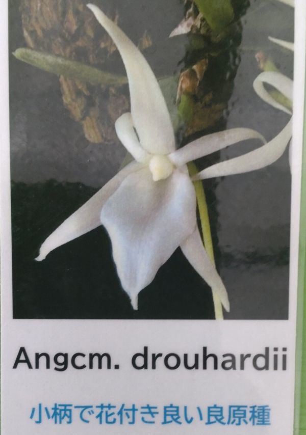 【北軽ガーデン】＊熱帯植物＊Angcm.drouhardii＊アングレカム＊洋ラン原種＊稀少＊観賞価値高い＊芳香性種＊マダガスカル島原産＊